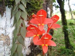 Desde el punto de vista medicinal, las semillas tostadas poseen actividad febrífuga, emenagoga. Http Www Oas Org Es Sedi Femcidi Pubs Libro 20de 20plantas 20medicinales 20de 20panama Pdf