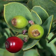 Image result for Osyris compressa