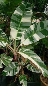 I have never seen a more stunning collection of plants outside of a botanical garden at a museum. 7 Best Variegated Banana Plant Ideas Banana Plants Banana Plants
