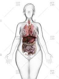 They are not sexual organs but are important to a woman's sexual wellbeing and sexual pleasure. Illustration Of An Obese Woman S Internal Organs Stock Photo Offset