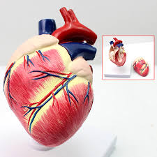 Set the tone of your room from the walls out—from the ground up is so dated. Medizinische Tier Hund Anatomisches Herz Modell 1 1 Naturliche Grosse Umwelt Pvc Material Tierhaltung Freies Verschiffen Heart Model Anatomical Heart Modelanatomic Model Heart Aliexpress