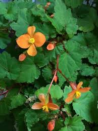 Image result for Vernonia sutherlandii