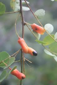 Image result for Rourea thomsonii