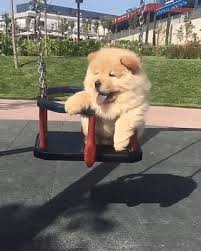 Check spelling or type a new query. Chow Chow Dog Gif Novocom Top