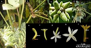 Image result for Cylicomorpha parviflora