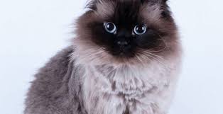 Sudah tahu berapa harga dan ciri dari kucing himalaya? Kucing Himalaya Jenis Harga Cara Merawat Republik Seo