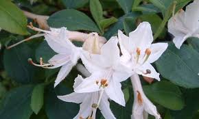 Rhododendron Fragrant Star Fragrant Star Rhododendron Fragrant Star Azalea Midseason Azalea Decid Rhododendron White Flowering Shrubs Fragrant Garden