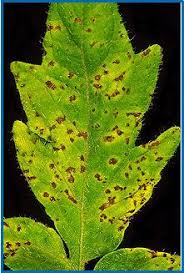 Image result for tomato seedling pseudomonas syringae pv tomato symptoms