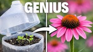 Image result for Gerrardinaceae
