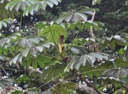 Image result for Musanga