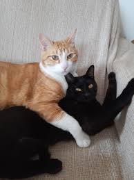 Como adaptar um segundo pet ao lar? Veterinário dá dicas para quem quer ter  um novo companheiro em casa | Mundo Pet | G1