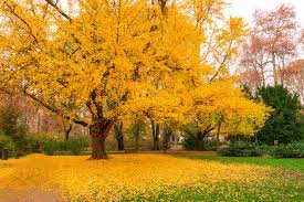 Image result for Ginkgo biloba