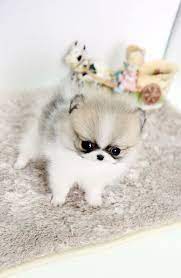 Micro Teacup Pomeranian Adorable It S So Cute I Can T Stop Laughing Cute Baby Animals Cute Animals Teacup Puppies