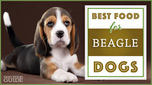 10 Best Highest Quality Dog Foods For Beagles In 2019