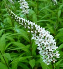 It was transferred to the family myrsinaceae based on a. Gooseneck Loosestrife Lysimachia Clethroides Garden Org