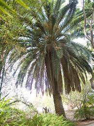 The Decorative Fronds Of Date Palm Add Tropical Flair To The Landscape Florida Trees Palm Canary Island Date Palm