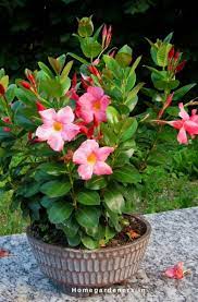 Rock Trumpet Plant How To Care Mandevilla Vine Plant In Your Home And Garden Plants Fragrant Flowers Container Gardening Vegetables