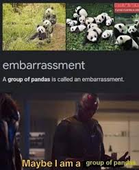 I am in total agreement over the embarrassment thingie. Just One Big Group If Pandas 9gag