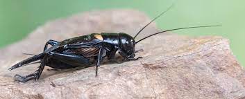 Herbivorous insect of the orthopteran family, which moves by jumping and flying. Cricket Symbolism Dreams And Messages Spirit Animal Totems