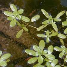 Image result for Callitriche