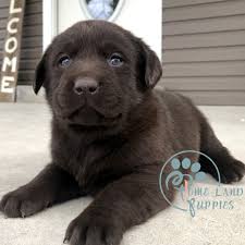 Reviewed by netalie on sunday, may 27th, 2018. Chocolate Labs For Sale Labrador Rescue California Home Land Puppies