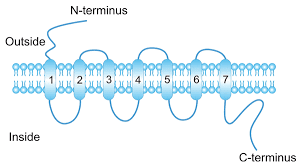 Chemokine Receptors One Kind Of Powerful Seven Transmembrane Spanning G Protein Coupled Receptor Cusabio