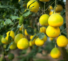 But for harvesting high quality fruits, it is better to choose a sunny location for growing this tree. Pomelo Tree Fertilizer Haifa Group