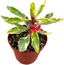 Image result for Euphorbia pfeilii