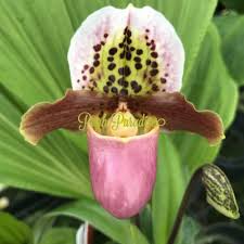 Image result for Dipcadi longifolium