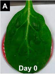 Maybe you would like to learn more about one of these? Ketika Daun Bayam Disulap Peneliti Jadi Jantung Manusia