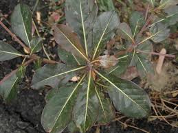 Image result for Terminalia mollis