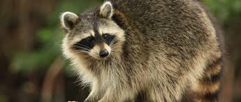 Das venedig der tiere kennt kein problem mit touristen. Waschbar Merkmale Lebensweise Des Putzigen Waldbewohners