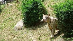 To rate names on nameberry, please register for an account or log in to an existing account. Breaking News Tangkap Satu Harimau Yang Lepas Dari Sinka Zoo Singkawang Kalbar Pawang Meninggal Tribun Pontianak