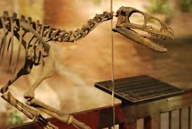 The femur of suskityrannus hazelae, protruding from the ground in new mexico's zuni basin in may of 1998. Tiny Tyrannosaur Named The Coyote King Scientific American Blog Network