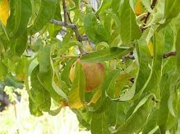 Set up a predator scare like a raptor kite. How To Protect Fruit Trees From Squirrels Raccoons And Birds Hunker Fruit Tree Garden Fruit Trees Fruit Garden