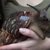Ric is also working towards changes in rather restrictive us regulations on snail farming. Https Encrypted Tbn0 Gstatic Com Images Q Tbn And9gctc1lwsgftadp Hv8ilkmfkmpnjjszcbtzj1oqb8hs Udldf5h Usqp Cau