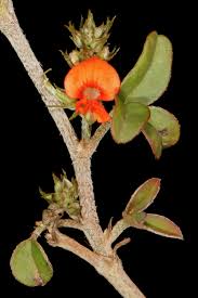 Image result for Indigofera dyeri