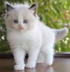 Ragdoll Cats and Kittens for sale in the UK | Pets4Homes