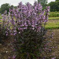 Maybe you would like to learn more about one of these? Penstemon Midnight Masquerade Garden Crossings Midnight Masquerade Perennials Best Perennials