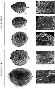 Image result for Pycreus muricatus