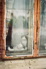 Tumblr Goruntuler Ile Kedi Kopek Kedi Eski Pencereler