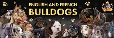 Olde english bulldogges will adapt to almost any lifestyle. Official Dna Chart Color Welcome To Sandov S English Bulldog
