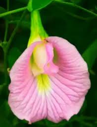 Image result for Clitoria