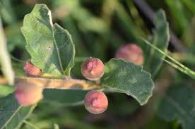 Image result for Vigna pygmaea