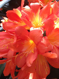 It is not uncommon to find that the women's clothing sections are much bigger than others and so there are a lot of items to learn. Explore South African Bulbs On Gardening