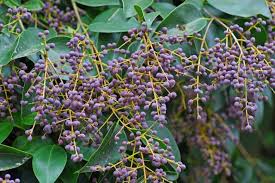 Image result for Ligustrum