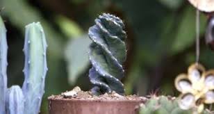 Se puede diferenciar a los cactus de otras plantas suculentas. Tipos De Cactus