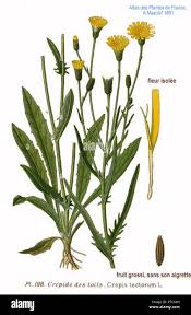 Image result for Crepis
