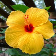 Image result for Hibiscus kirkii