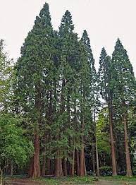 The trees can reach ages of 2,000 years and large redwoods move hundreds of gallons of water daily along their trunks from roots to crown. Sequoioideae Wikipedia